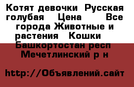 Котят девочки “Русская голубая“ › Цена ­ 0 - Все города Животные и растения » Кошки   . Башкортостан респ.,Мечетлинский р-н